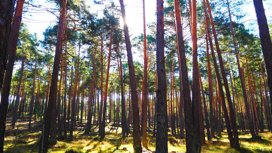 En los últimos 60 años Soria aumenta la superficie de sus bosques en un 60%